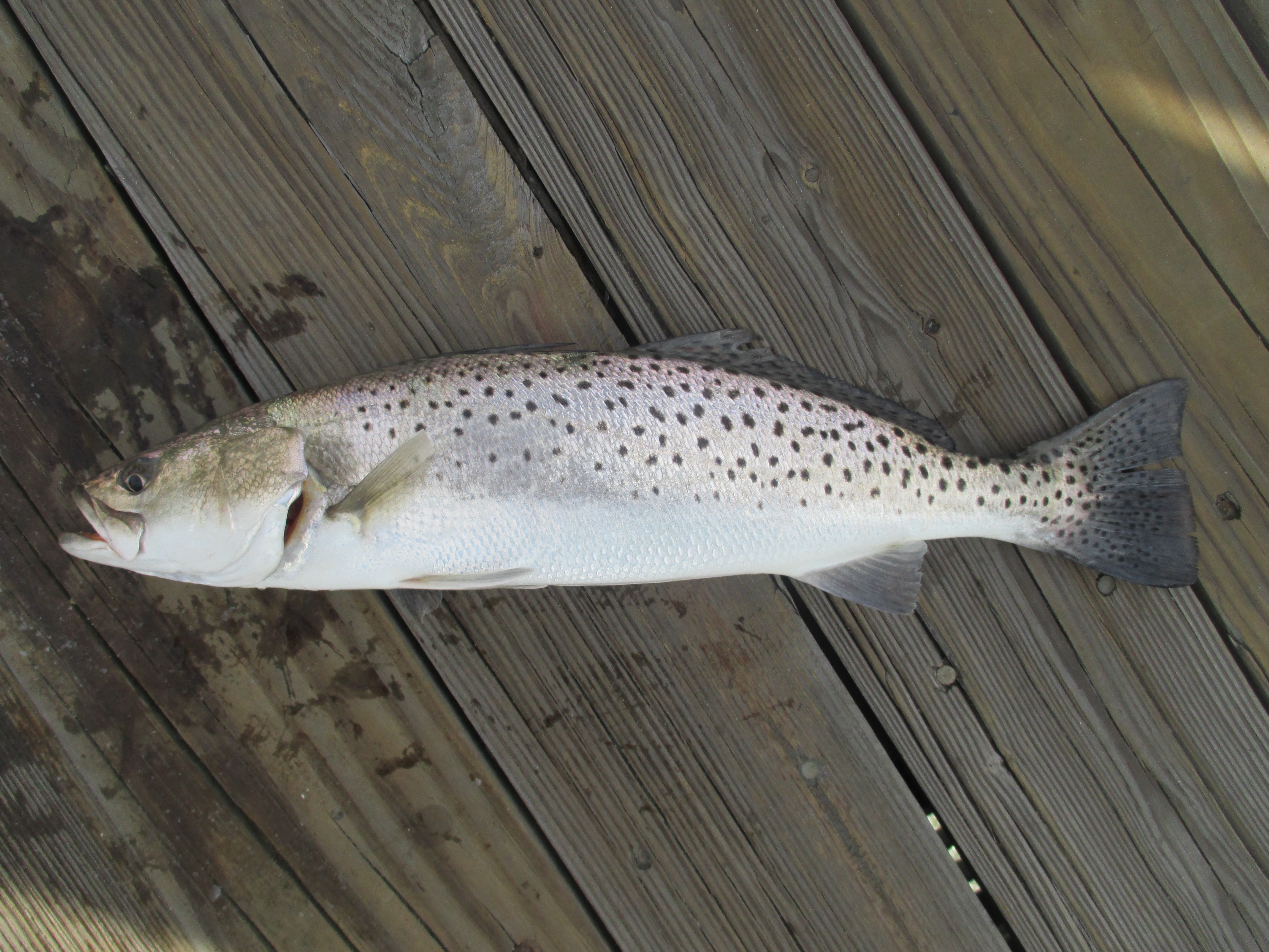 speckled-sea-trout.jpg?w=300