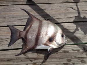 Spade Fish